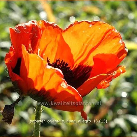 Papaver orientale 'Nana Allegro'