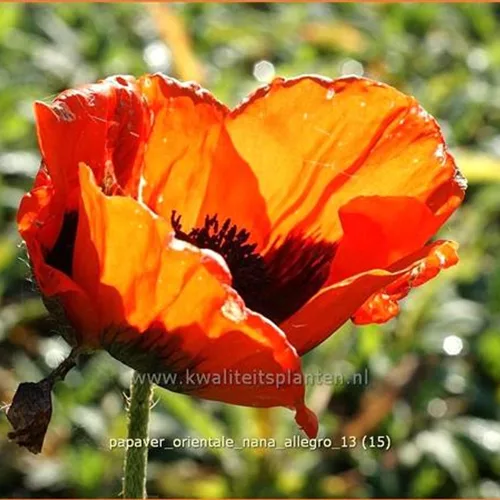 Papaver orientale 'Nana Allegro'