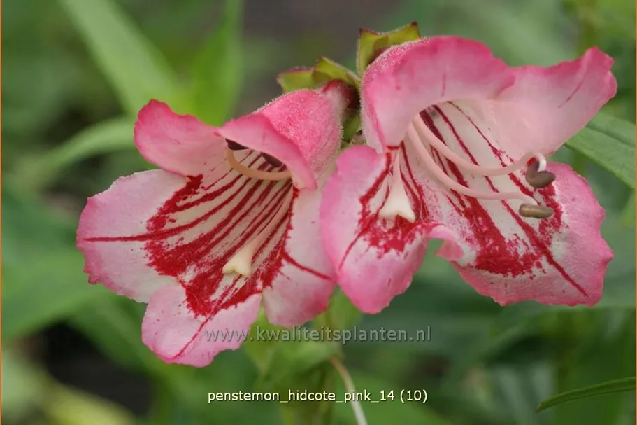 Penstemon barbatus 'Hidcote Pink'