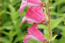 Penstemon barbatus 'Hidcote Pink'
