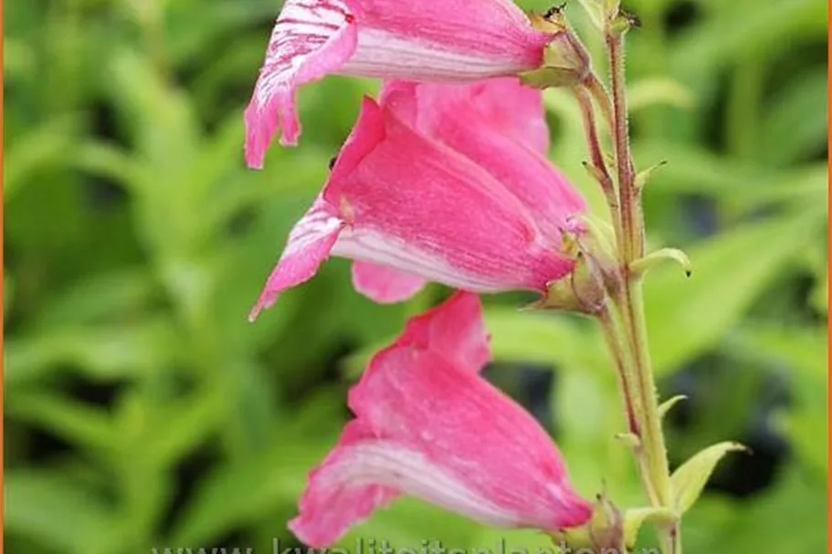 Penstemon barbatus 'Hidcote Pink'