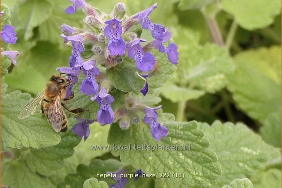 Nepeta x faassenii 'Purple Haze'®