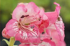 Penstemon barbatus 'Hidcote Pink'