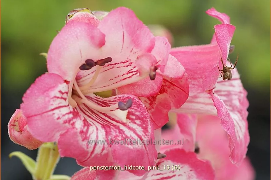 Penstemon barbatus 'Hidcote Pink'