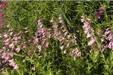 Penstemon barbatus 'Hidcote Pink'