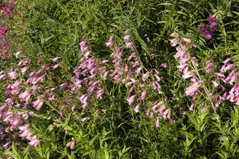Penstemon barbatus 'Hidcote Pink'