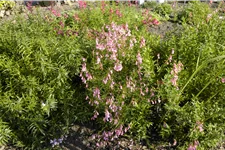 Penstemon barbatus 'Hidcote Pink'