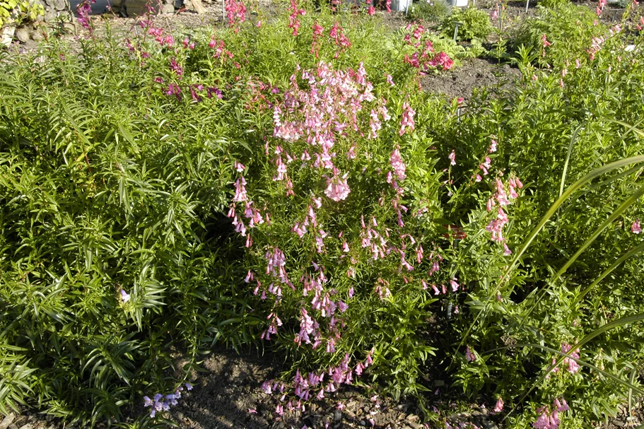 Penstemon barbatus 'Hidcote Pink'