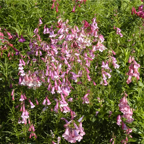Penstemon barbatus 'Hidcote Pink'