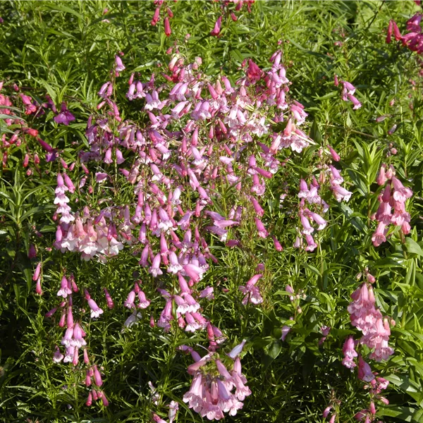 Penstemon barbatus 'Hidcote Pink'