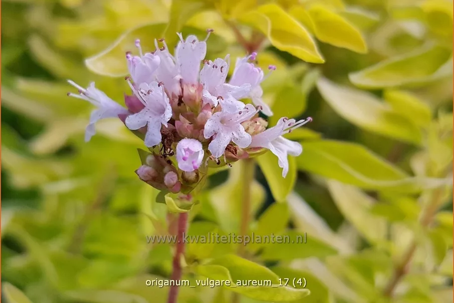 Origanum vulgare 'Aureum'