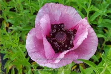 Papaver orientale 'Patty´s Plum'
