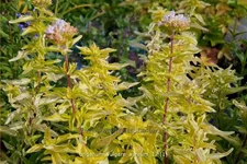 Origanum vulgare 'Aureum'