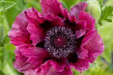 Papaver orientale 'Patty´s Plum'