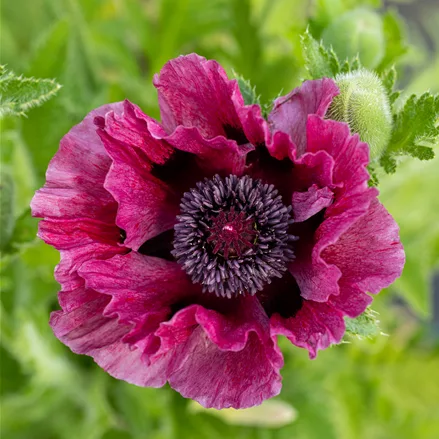 Papaver orientale 'Patty´s Plum'