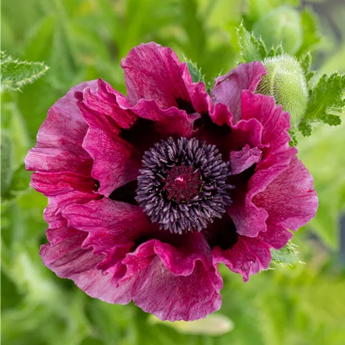 Papaver orientale 'Patty´s Plum'