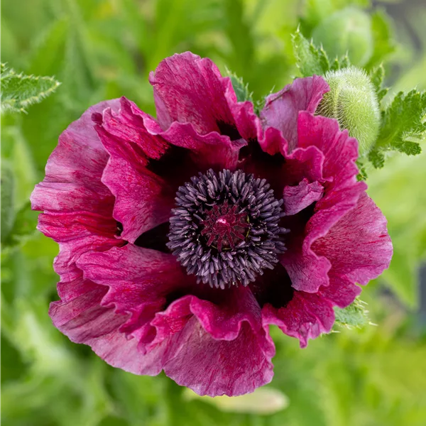 Papaver orientale 'Patty´s Plum'