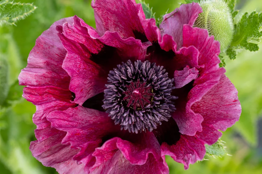Papaver orientale 'Patty´s Plum'