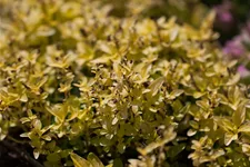 Origanum vulgare 'Aureum'