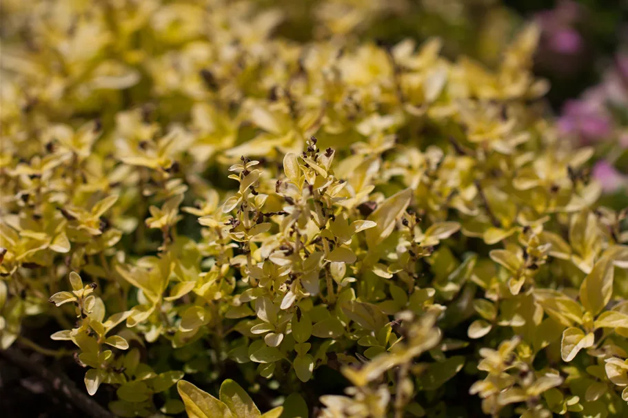 Origanum vulgare 'Aureum'
