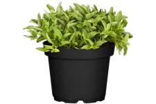 Origanum vulgare 'Aureum'