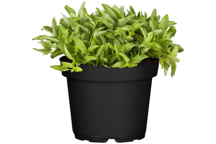 Origanum vulgare 'Aureum'