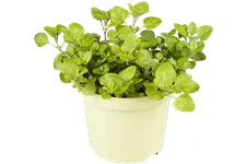 Origanum vulgare 'Aureum'