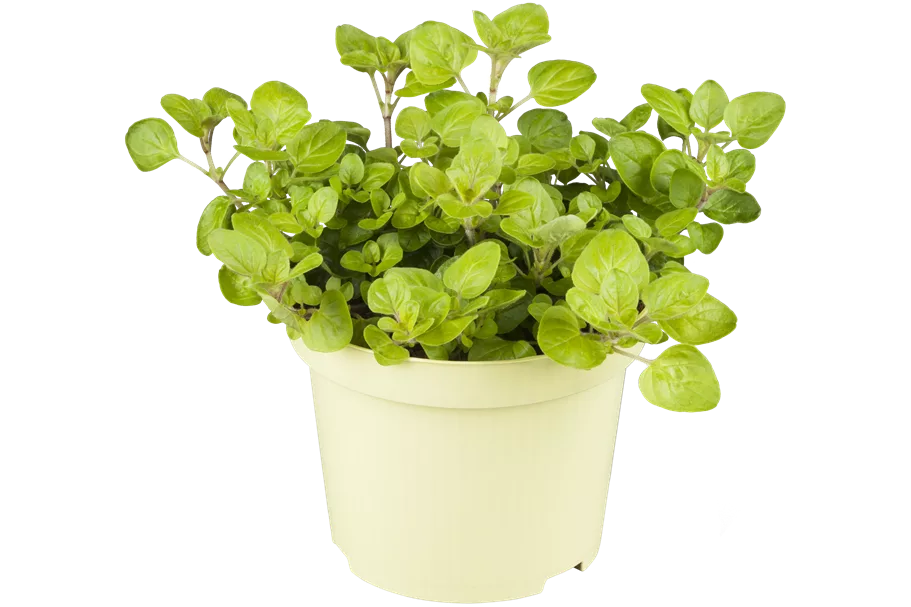 Origanum vulgare 'Aureum'