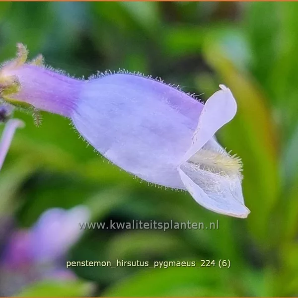 Penstemon hirsutus 'Pygmaeus'