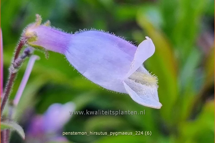 Penstemon hirsutus 'Pygmaeus'