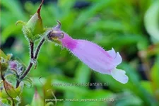 Penstemon hirsutus 'Pygmaeus'