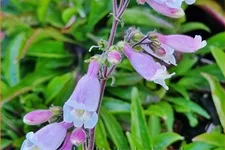 Penstemon hirsutus 'Pygmaeus'