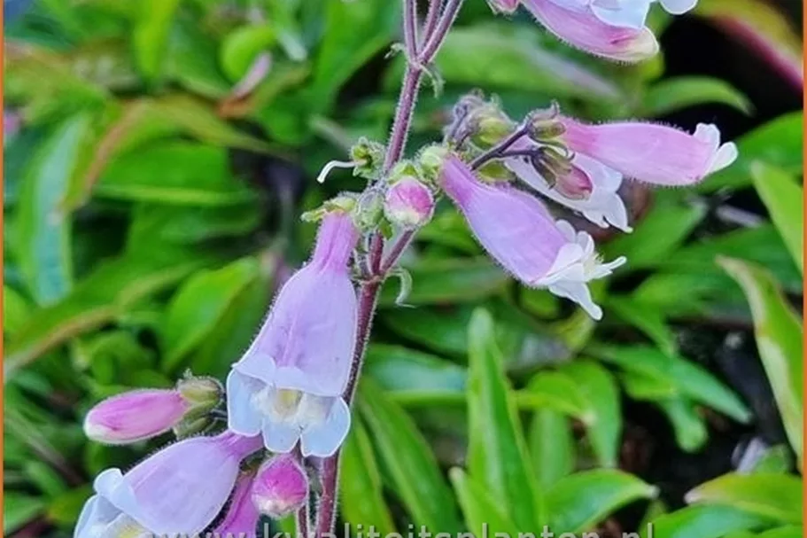Penstemon hirsutus 'Pygmaeus'