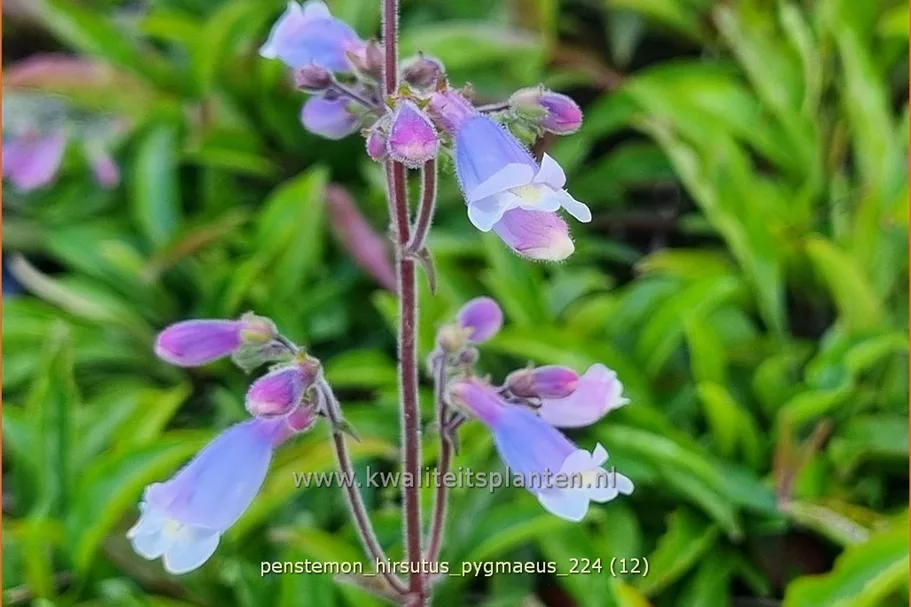 Penstemon hirsutus 'Pygmaeus'