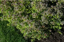 Origanum vulgare 'Aureum'