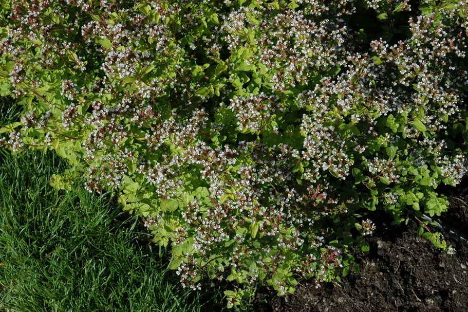 Origanum vulgare 'Aureum'