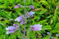 Penstemon hirsutus 'Pygmaeus'