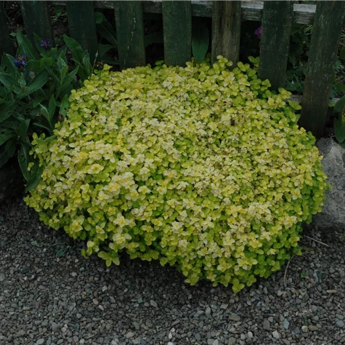 Origanum vulgare 'Aureum'
