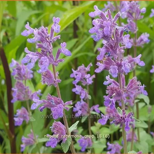 Nepeta racemosa 'Grog'