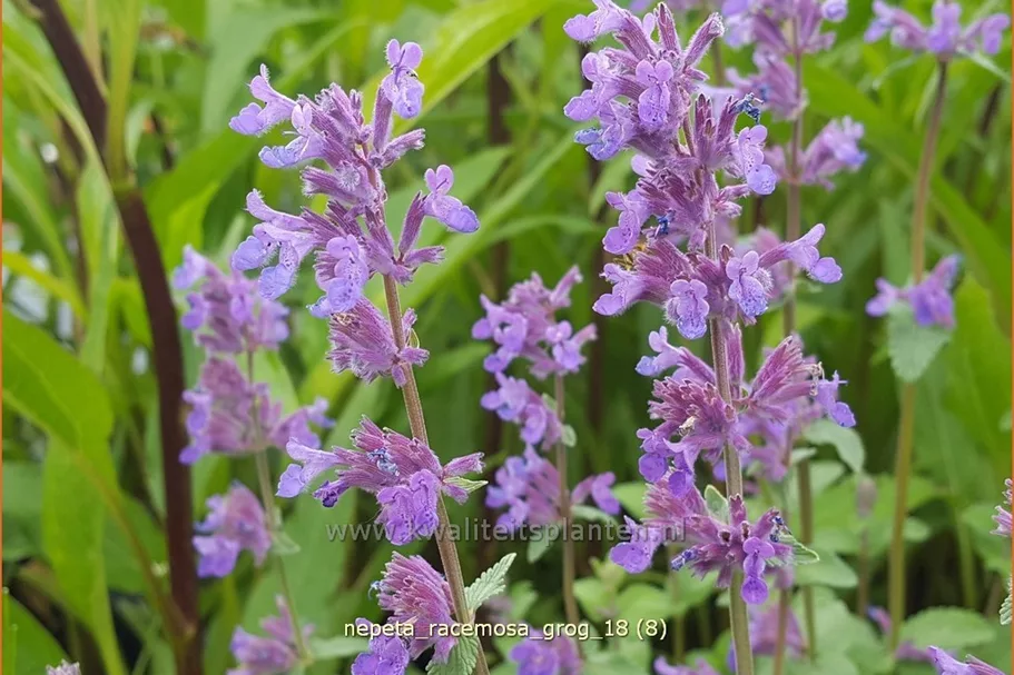 Nepeta racemosa 'Grog'