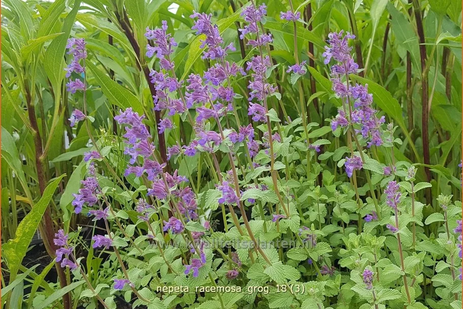 Nepeta racemosa 'Grog'