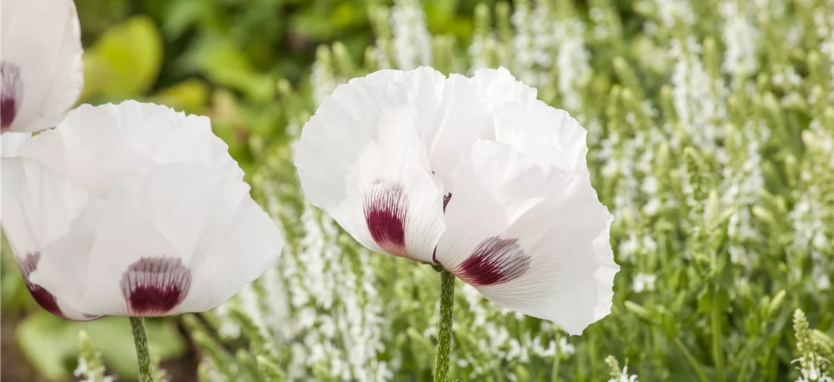 Papaver orientale 'Perry´s White'