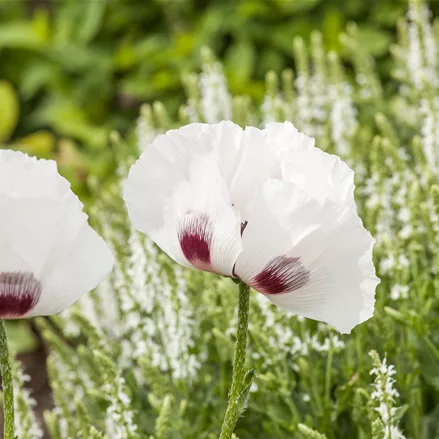 Papaver orientale 'Perry´s White'