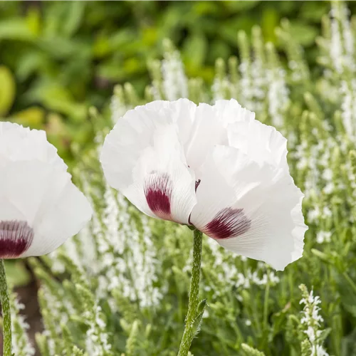 Papaver orientale 'Perry´s White'