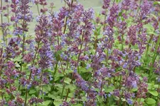 Nepeta racemosa 'Grog'