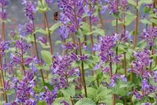 Nepeta racemosa 'Grog'