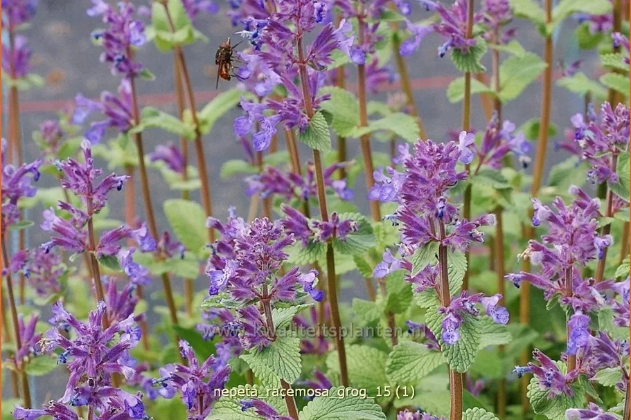 Nepeta racemosa 'Grog'