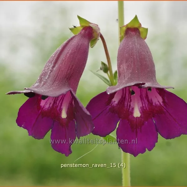 Penstemon 'Raven'