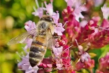 Origanum vulgare 'Compactum'