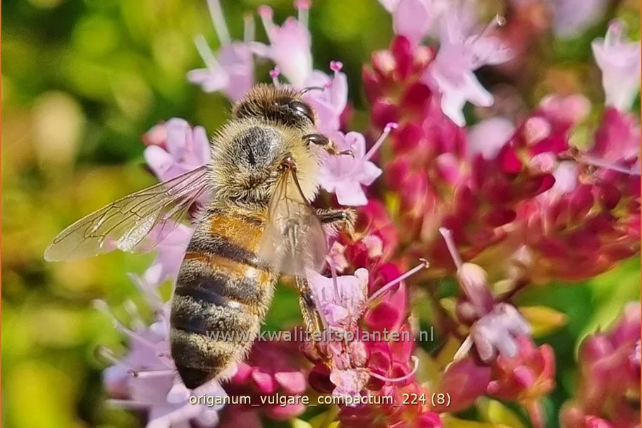 Origanum vulgare 'Compactum'